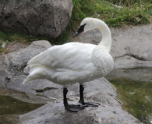 Trumpeter swan